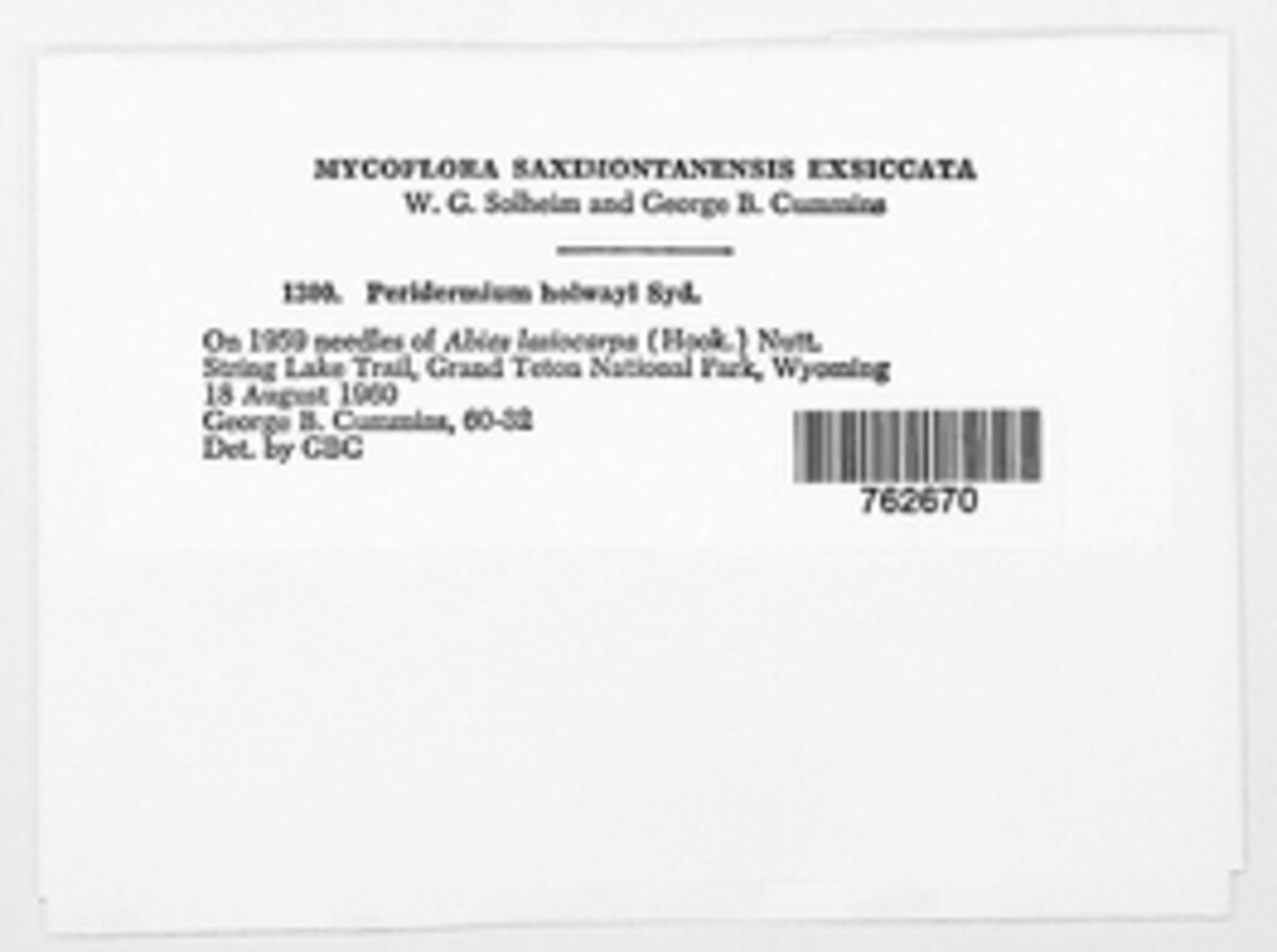 Peridermium holwayi image